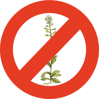 Herbicidy - plevele
